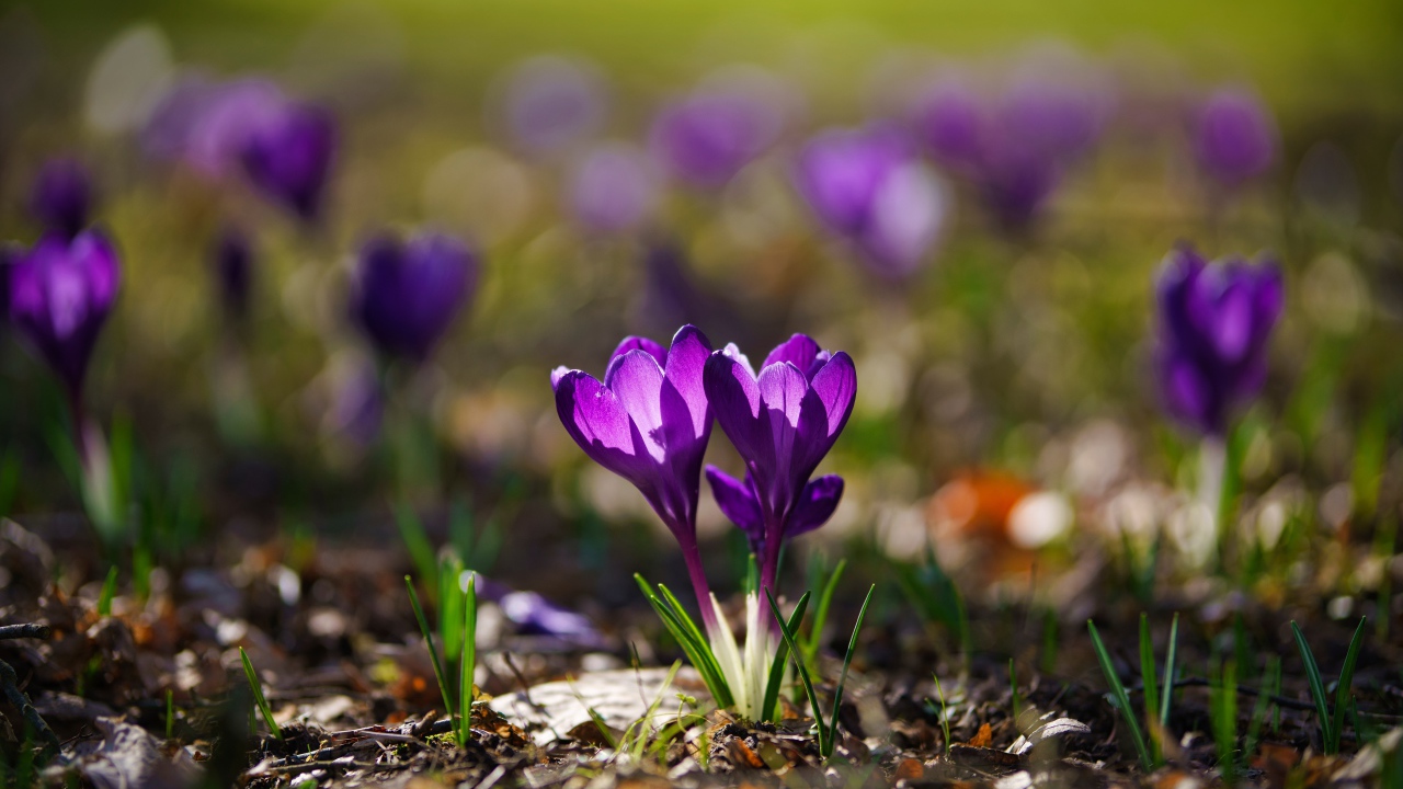 Два фиолетовых цветка крокуса в лучах солнца 