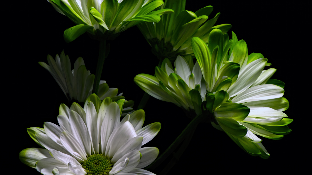 Бело-зеленые цветы хризантемы на черном фоне 