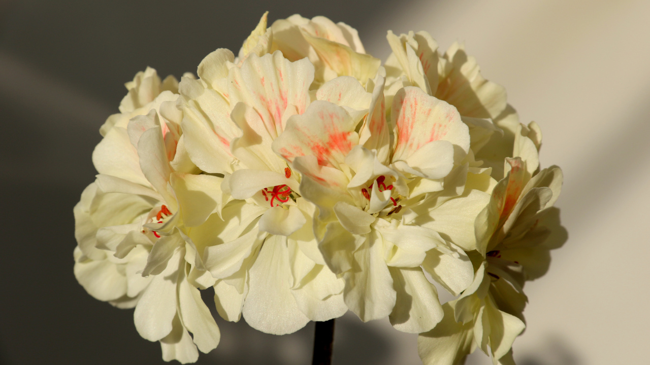 Белые цветы пеларгония крупным планом 