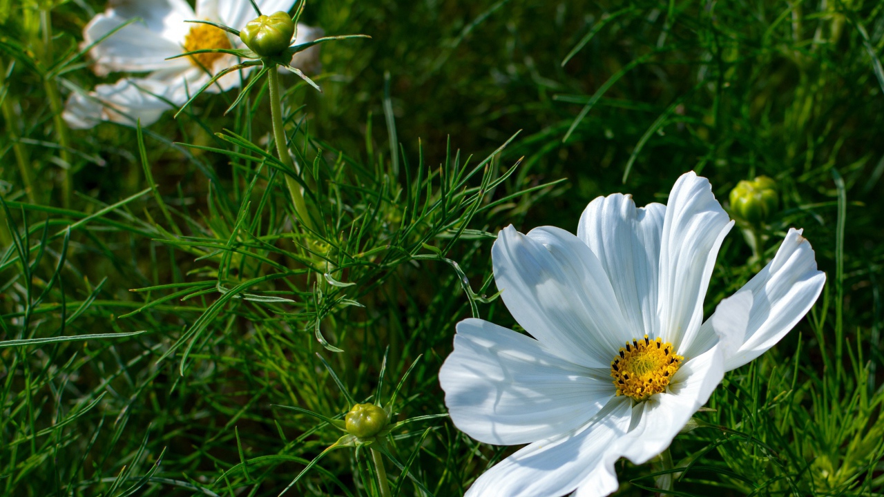 Белые цветы космея с бутонами в зеленых листьях 