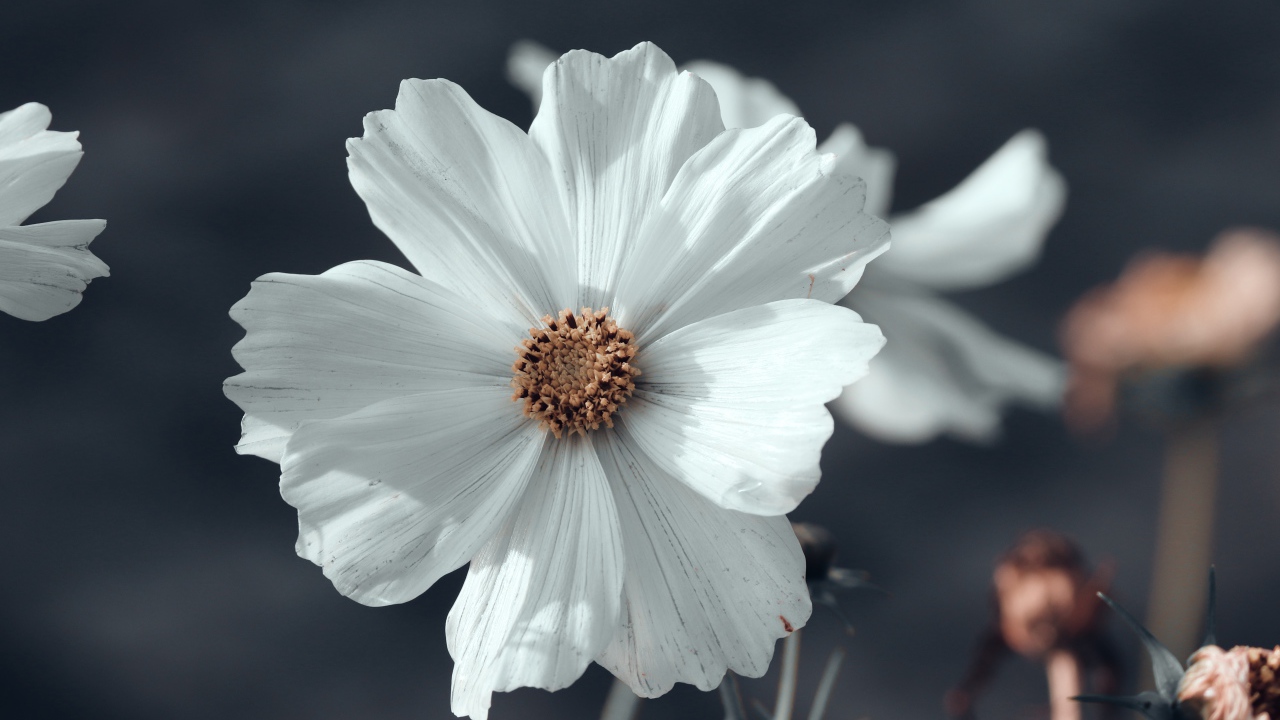 Белый цветок космеи с бутонами крупным планом 