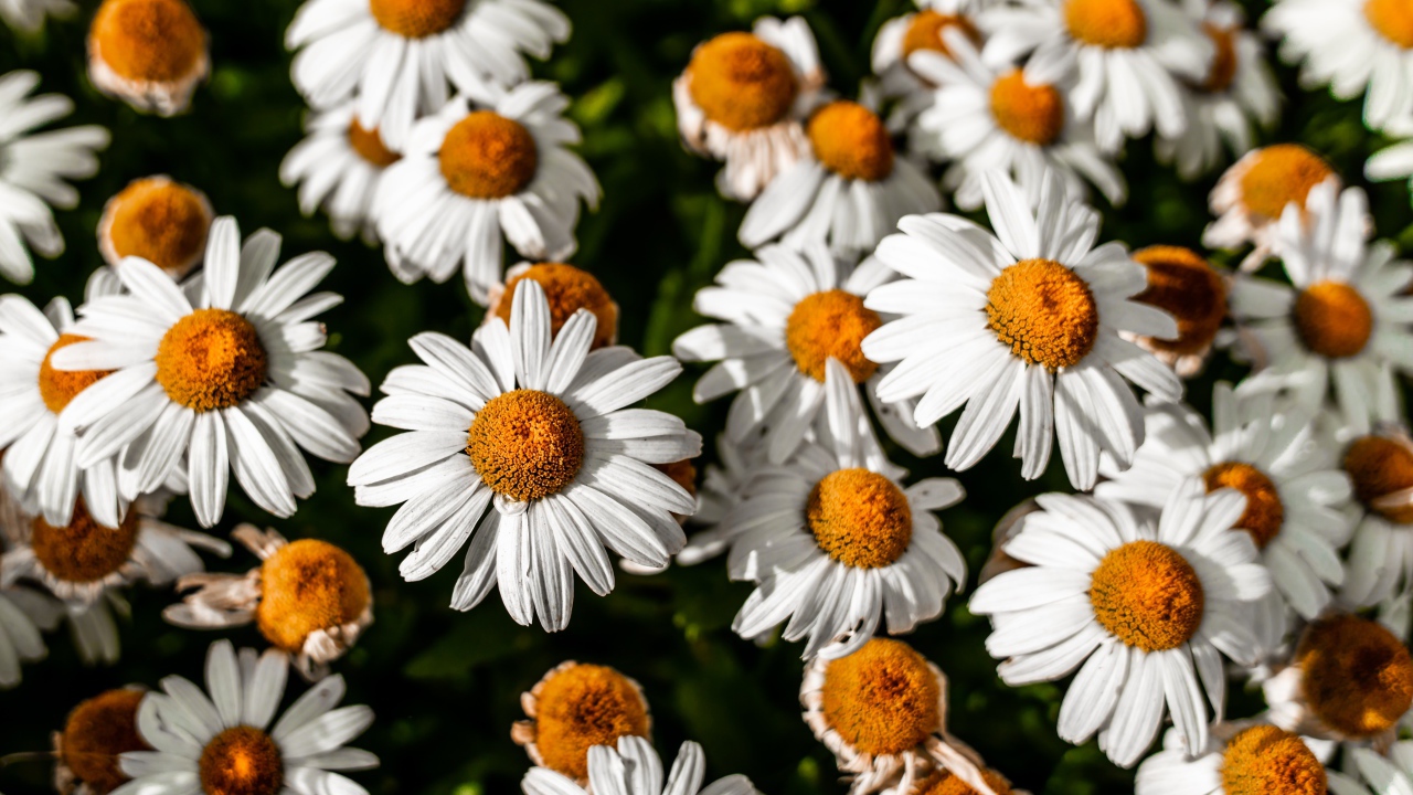 Белые ромашки с желтой серединкой крупным планом 