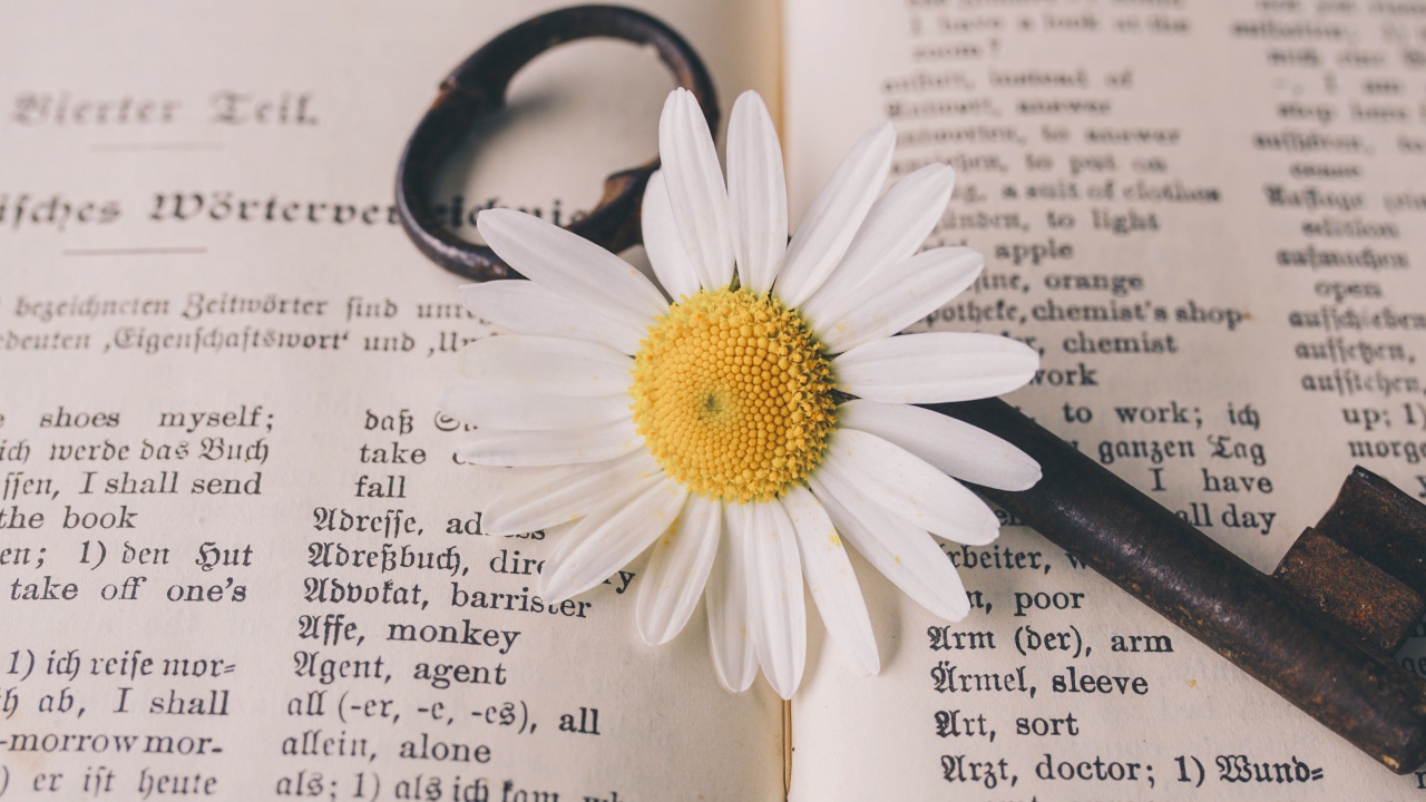 Белая ромашка с ключом лежат на книге