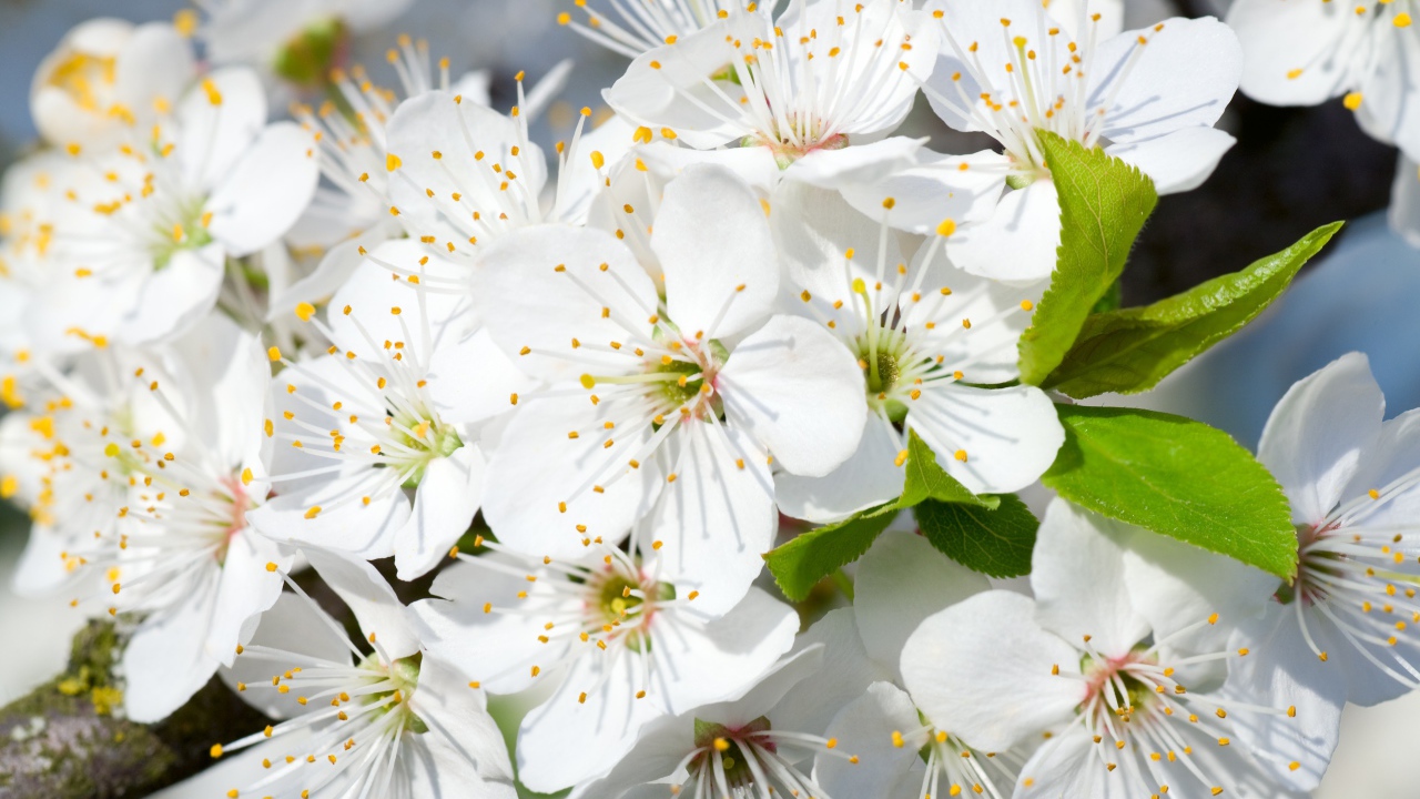 Белые нежные цветы черешни на дереве