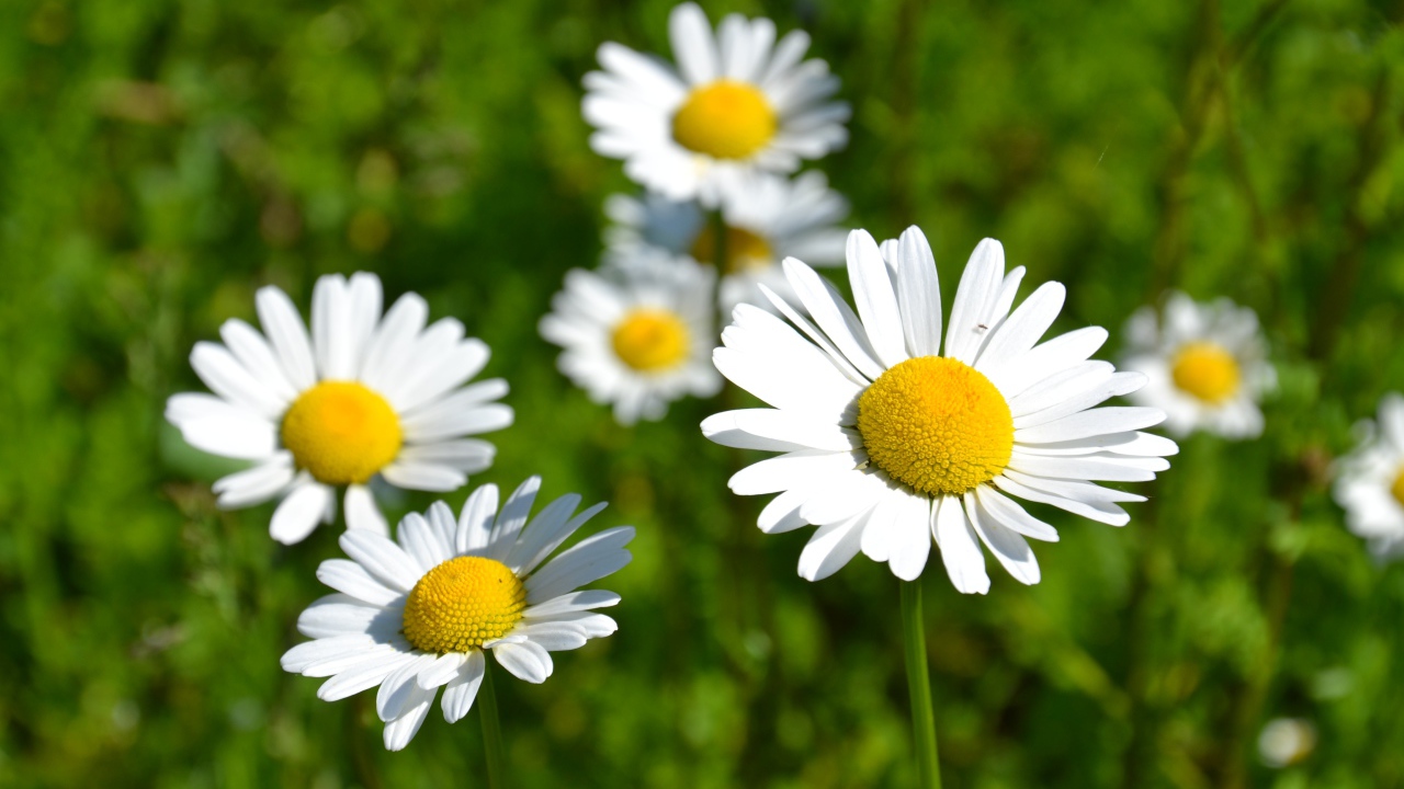 Белые нежные цветы ромашки в лучах солнца 