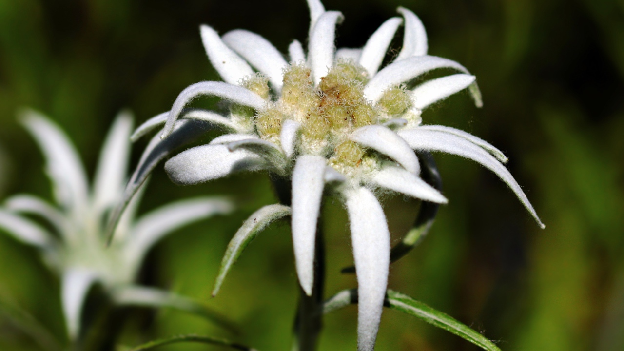 Белые цветы эдельвейса крупным планом 