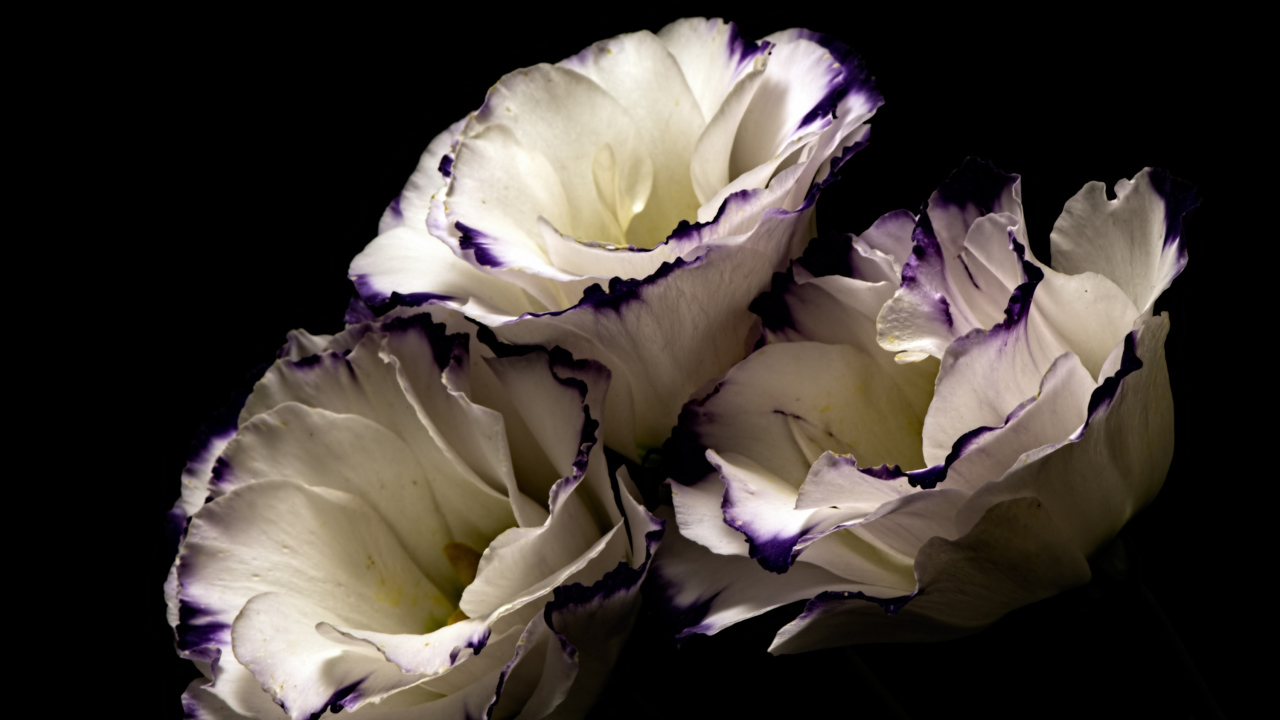 Белые цветы эустома с фиолетовыми концами на лепестках на черном фоне