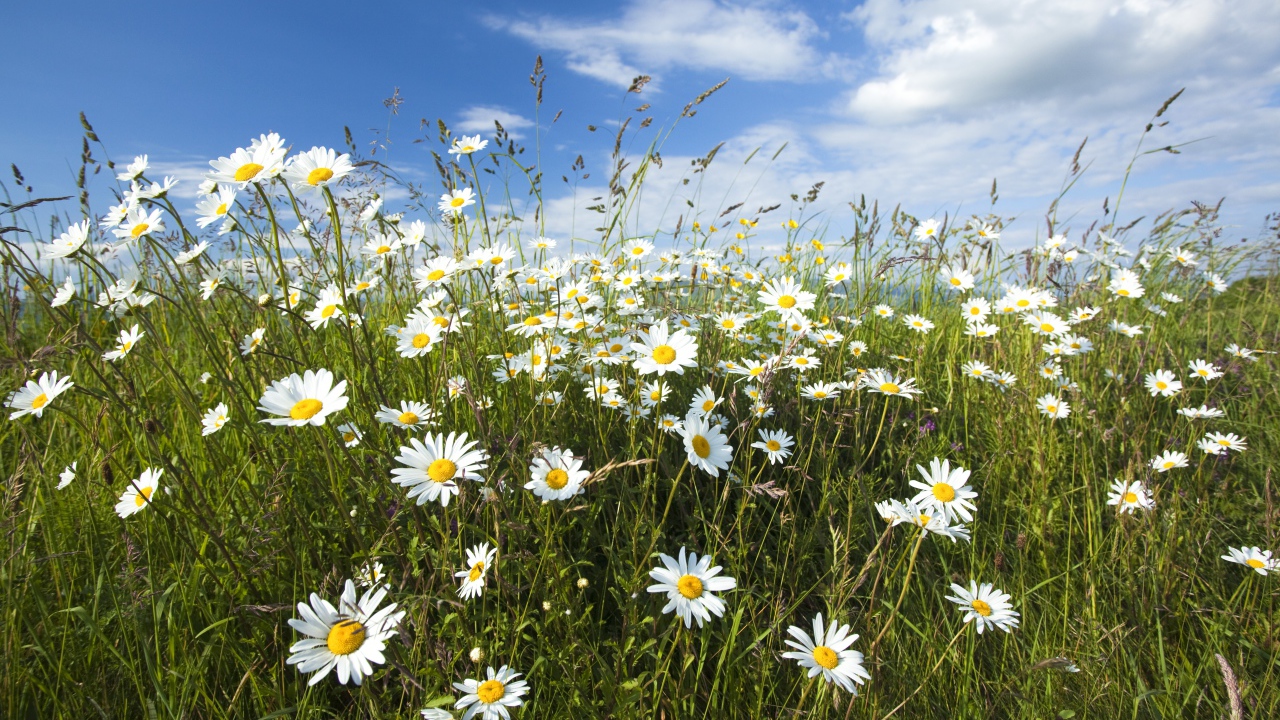 Белые полевые ромашки с колосками на поле под голубым небом 