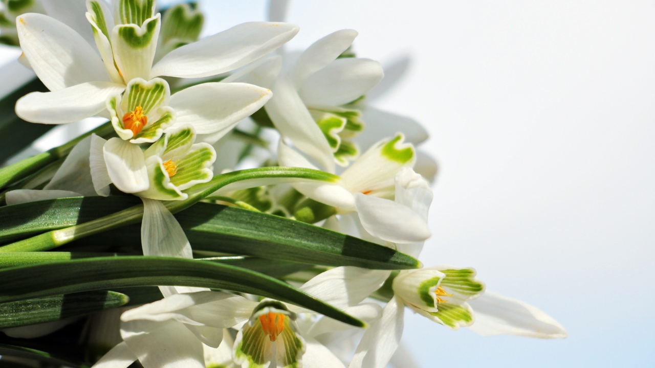 Белые цветы подснежники с зелеными листьями на белом фоне