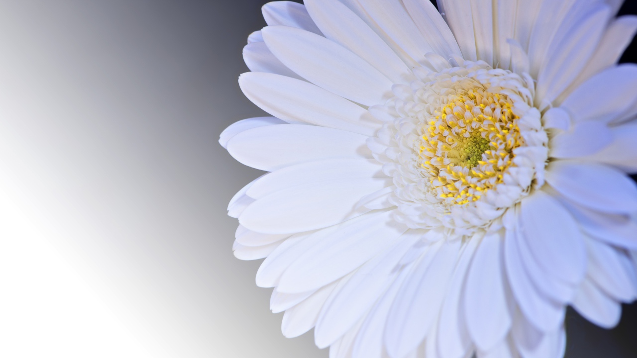 White gerbera flower on gray background close up