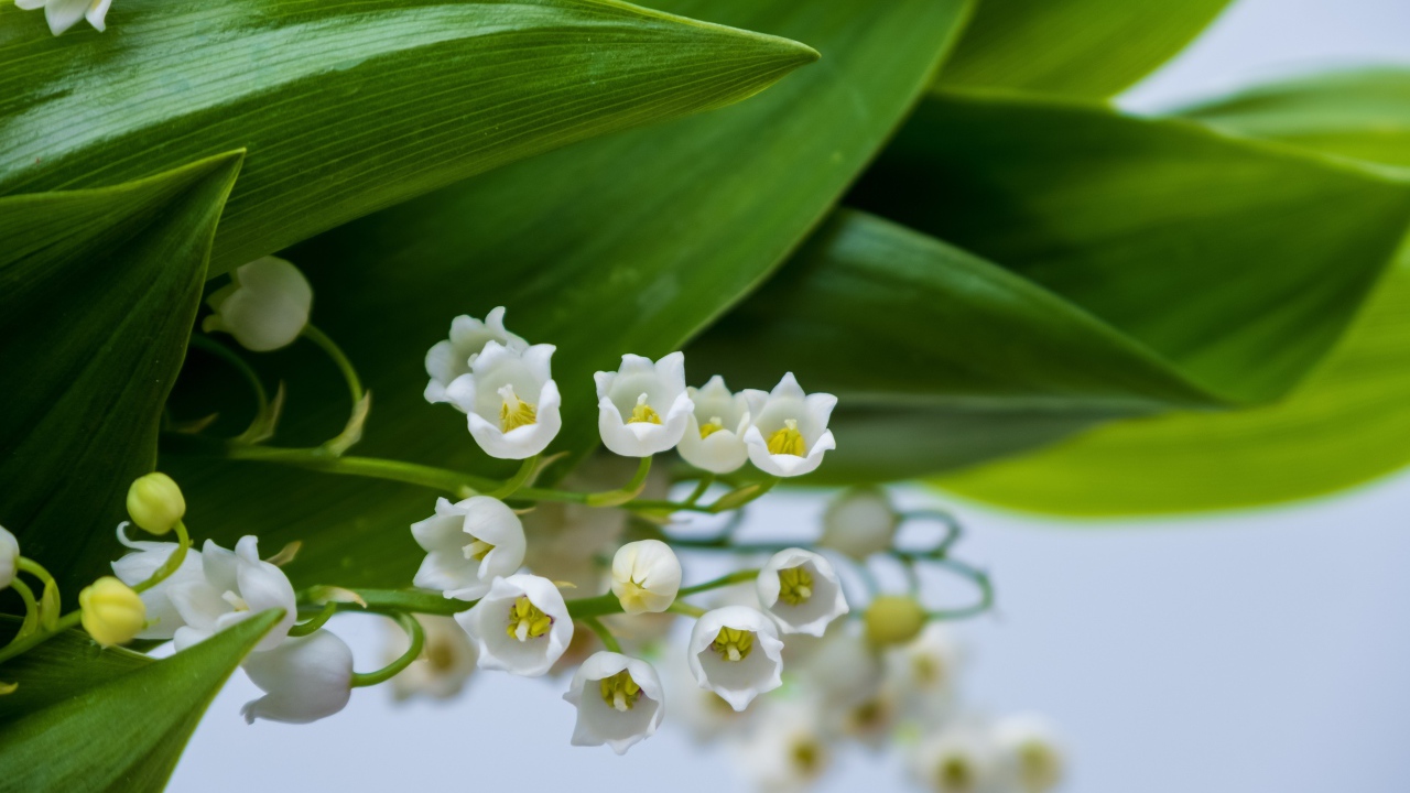 Белые цветы ландыша с зелеными листьями