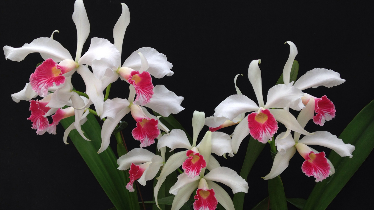 Белые орхидеи с розовой серединкой на черном фоне