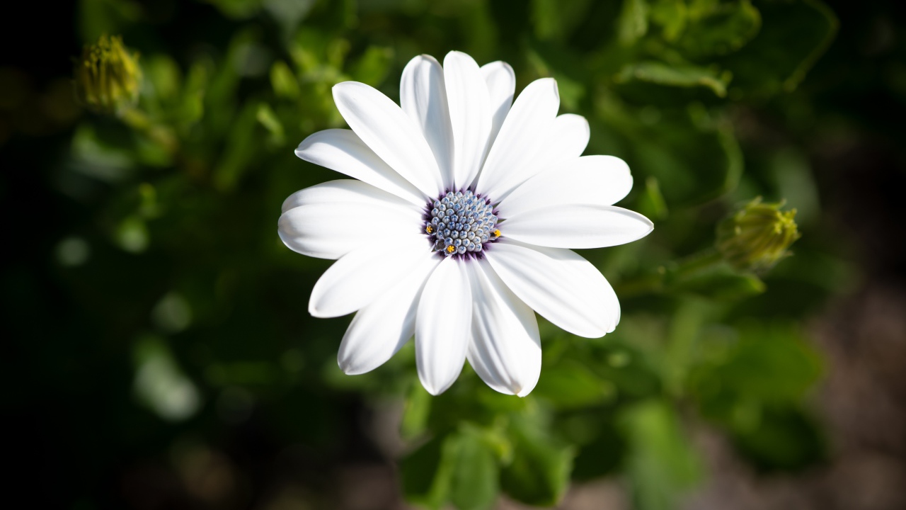 Белый цветок остеоспермум в лучах солнца 