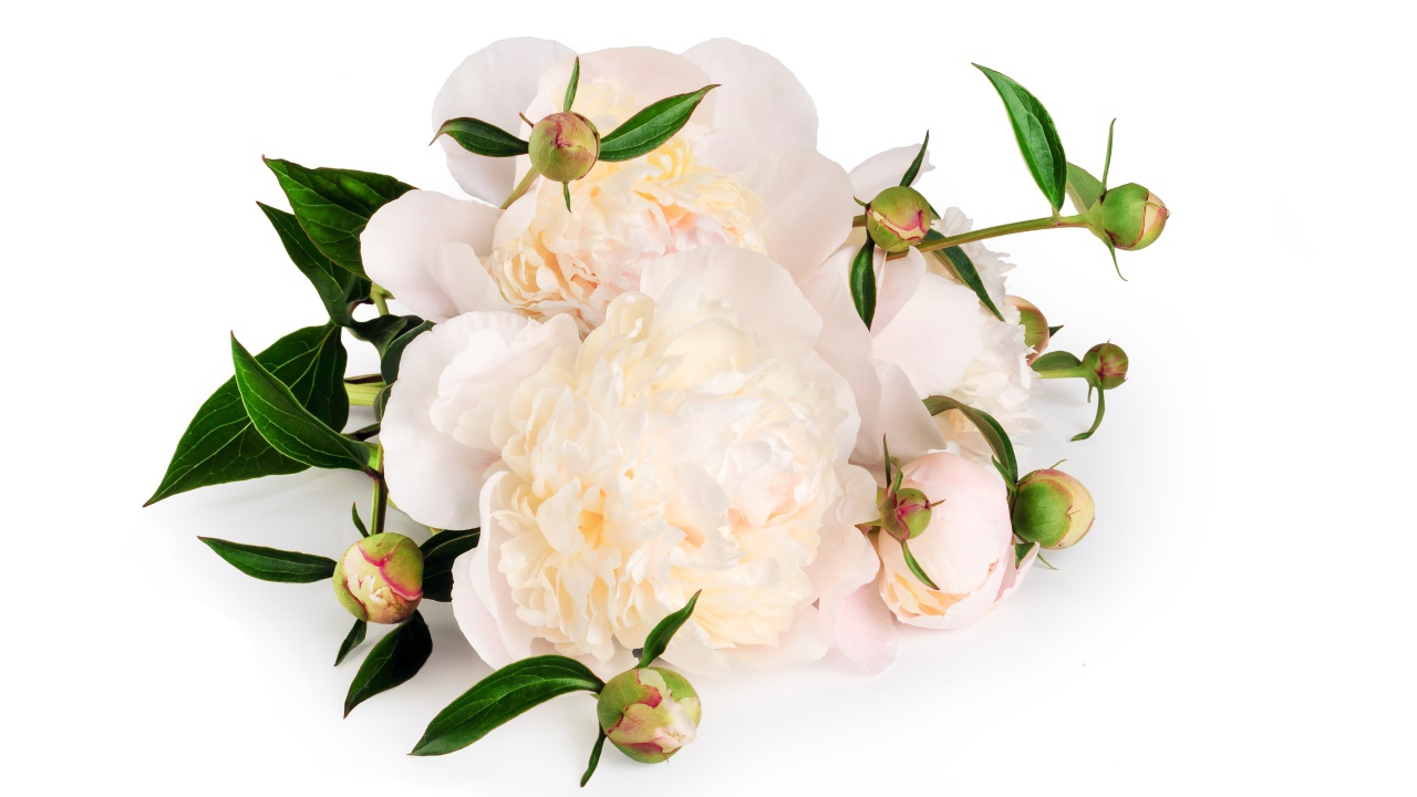 Белые пионы с бутонами на белом фоне
