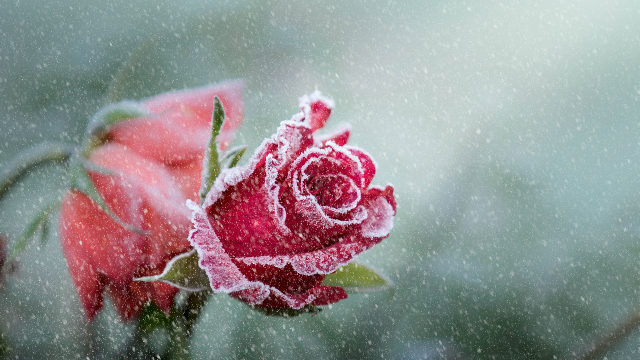 Покрытая инеем красная роза зимой