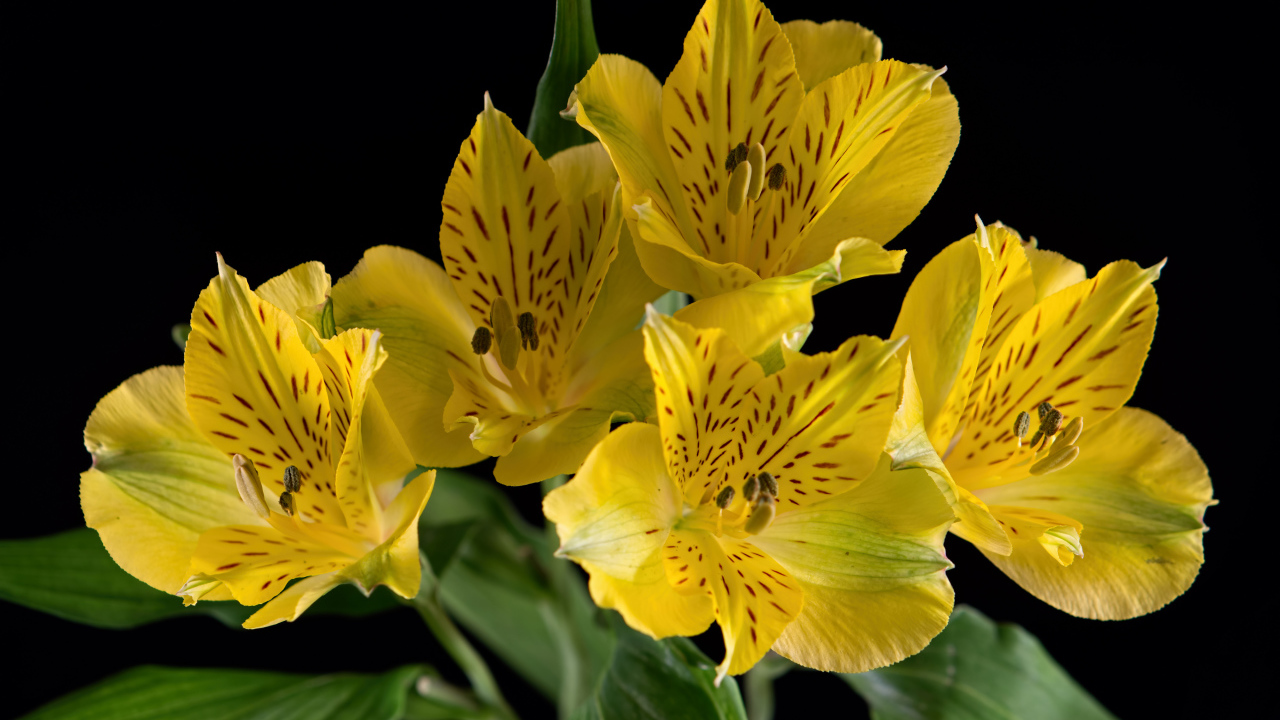 Желтые цветы альстромерии на черном фоне