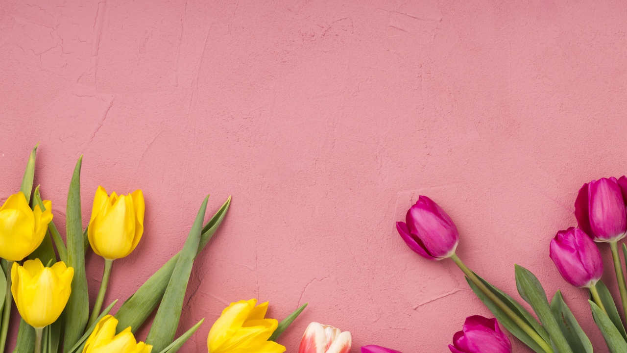 Желтые и сиреневые тюльпаны на розовом фоне 