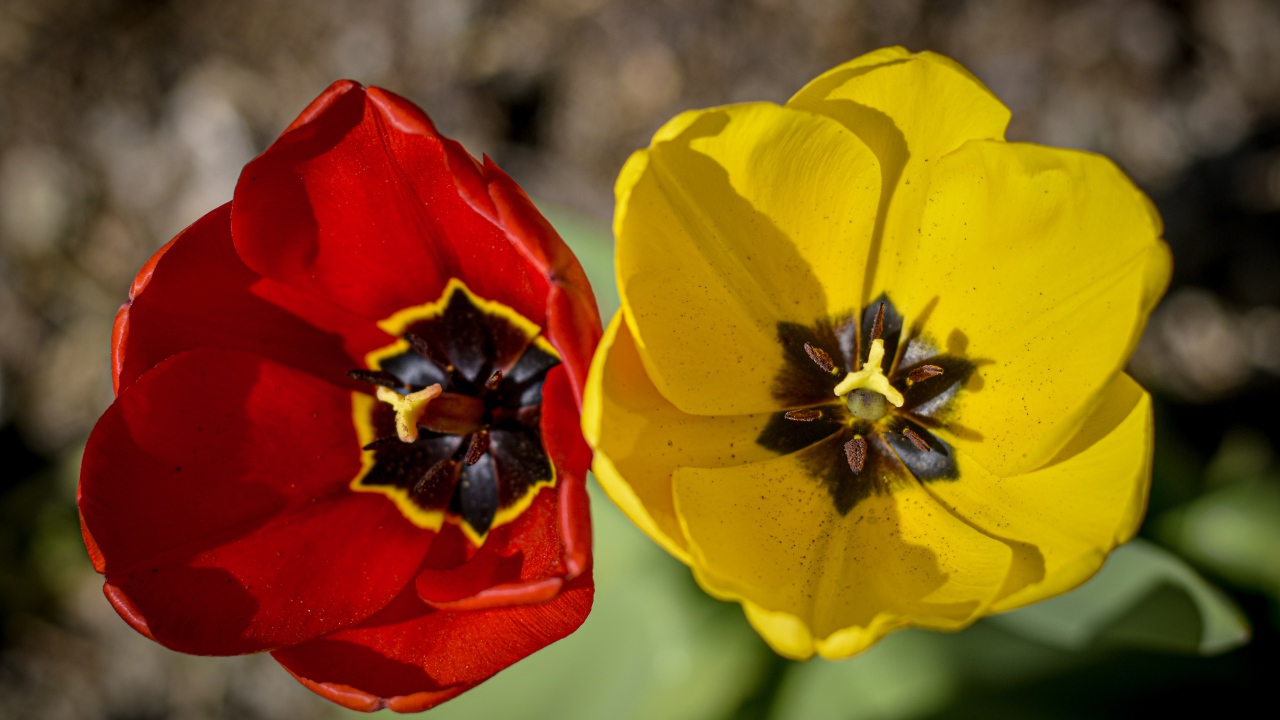 Желтый и красный тюльпаны в лучах солнца 