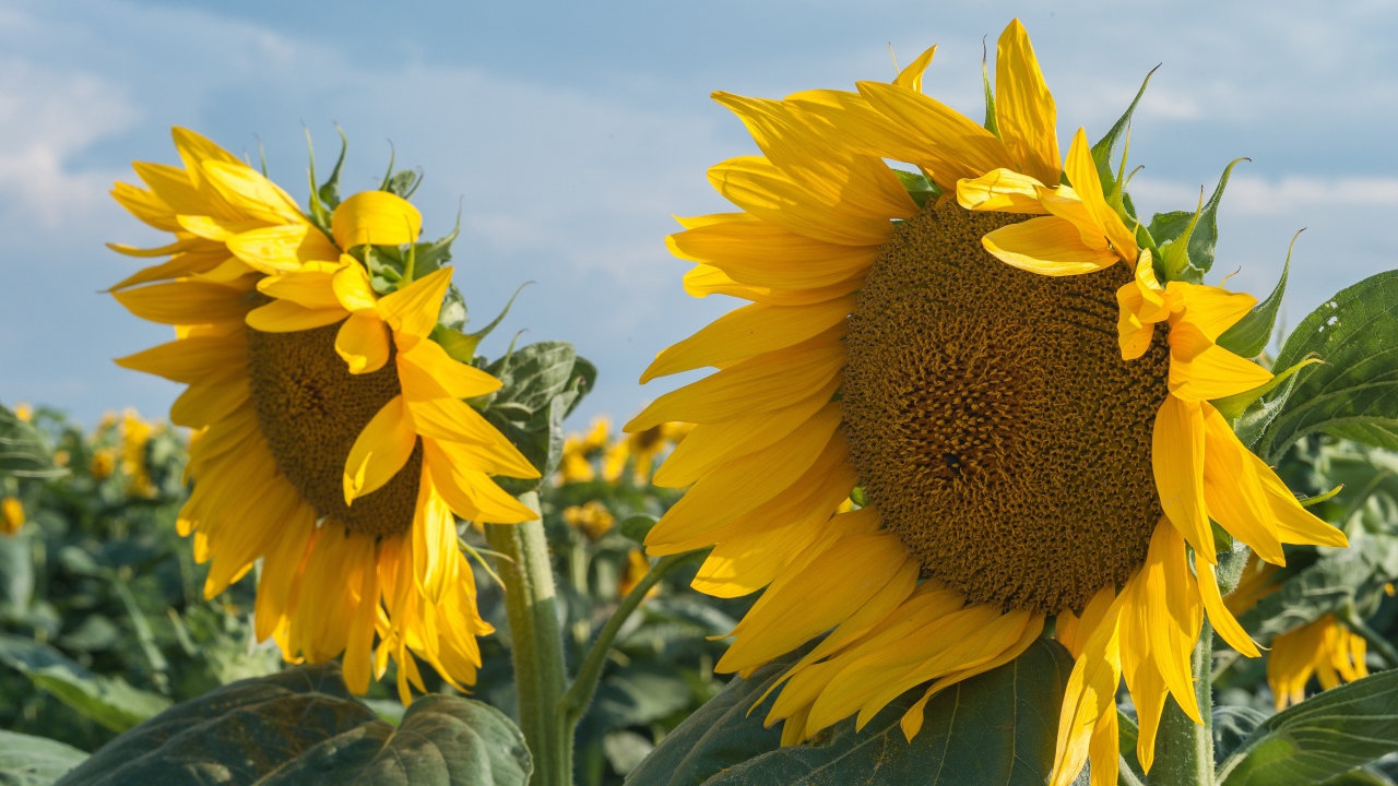 Желтые большие цветы подсолнуха на поле