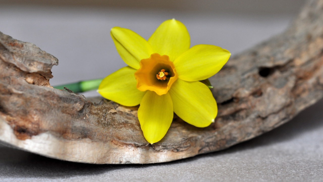 Желтый цветок нарцисса лежит на коре 