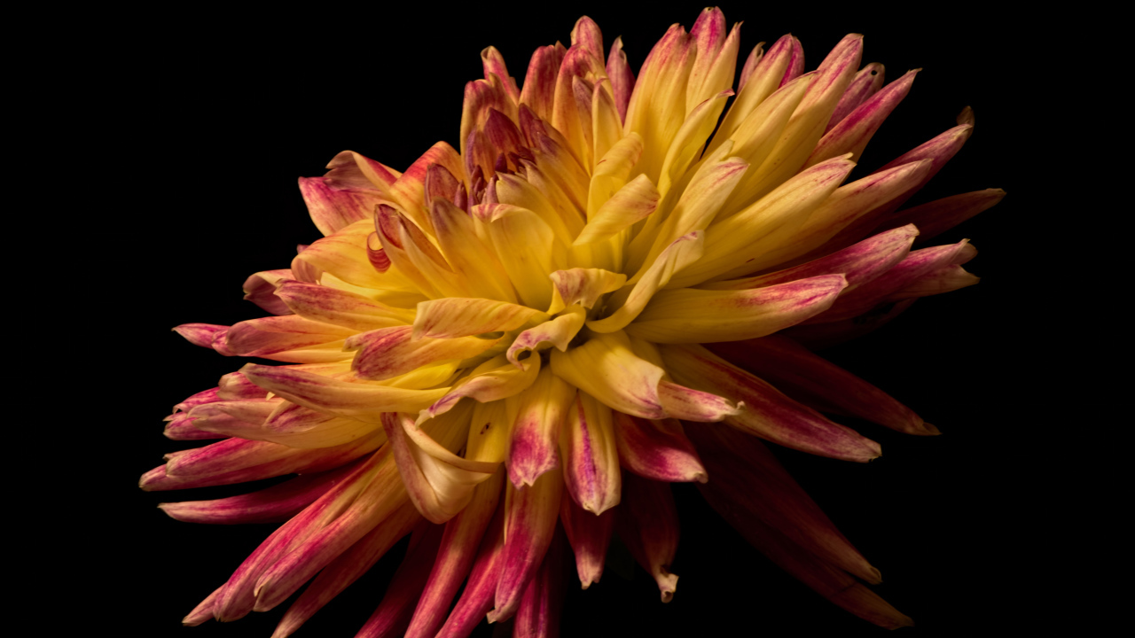 Желтая георгина с розовыми концами на лепестках на черном фоне