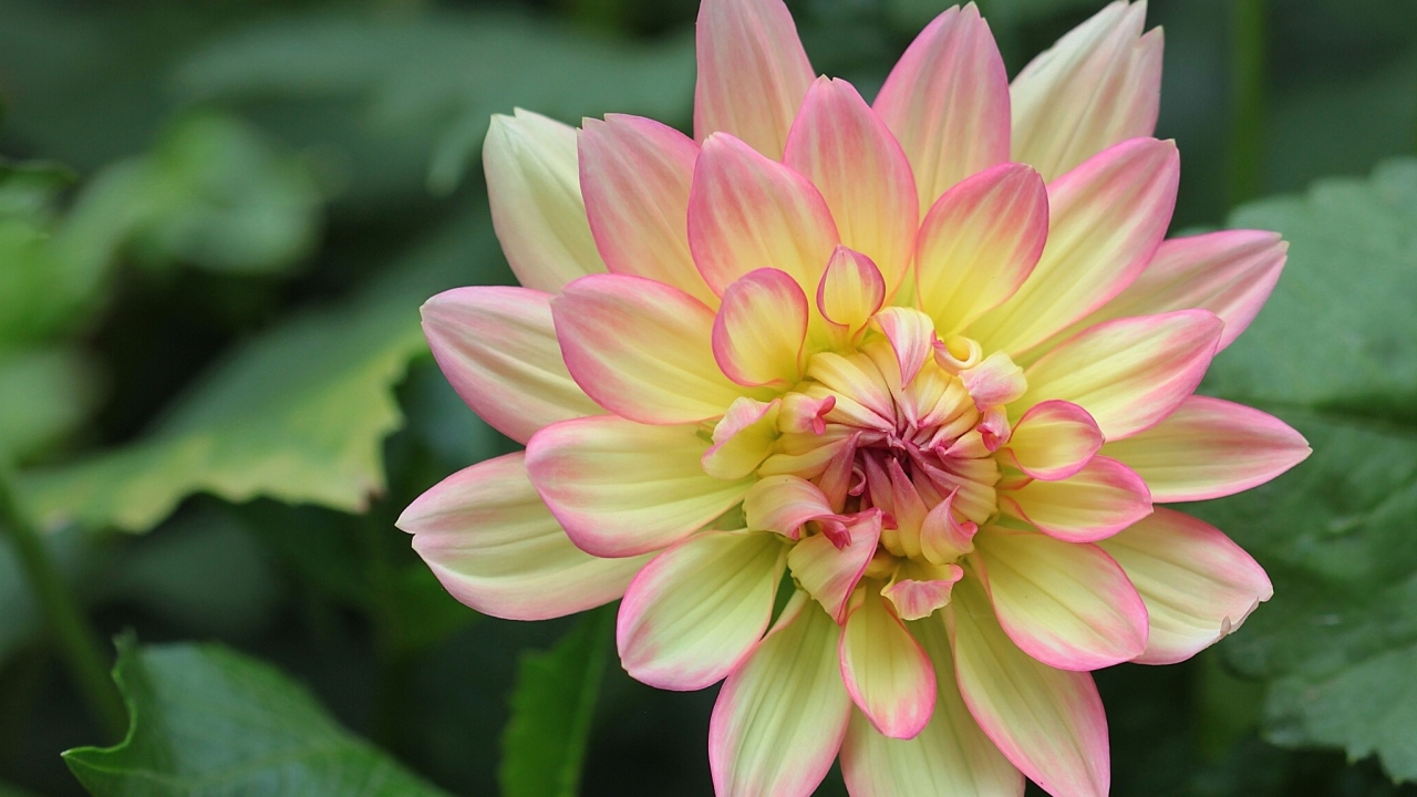 Желтая георгина с розовыми лепестками 