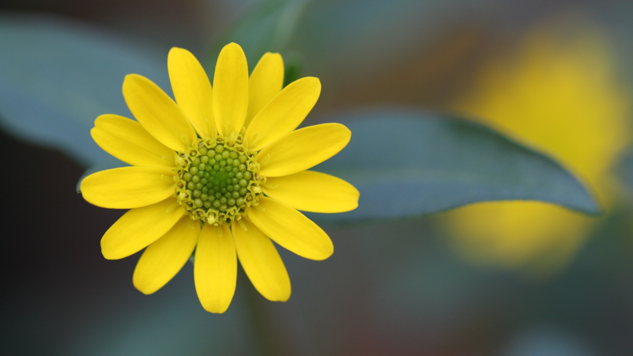 Желтый цветок на размытом фоне крупным планом