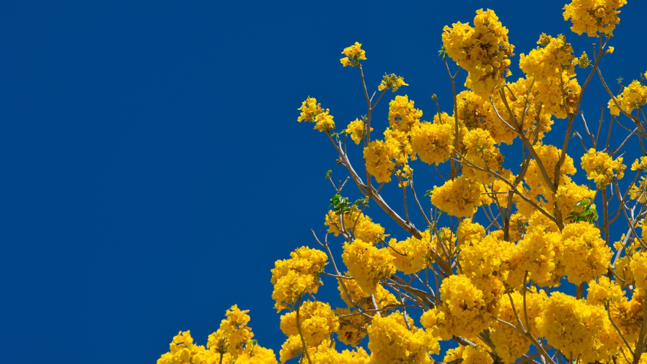 Желтые цветы на ветках дерева под голубым небом 