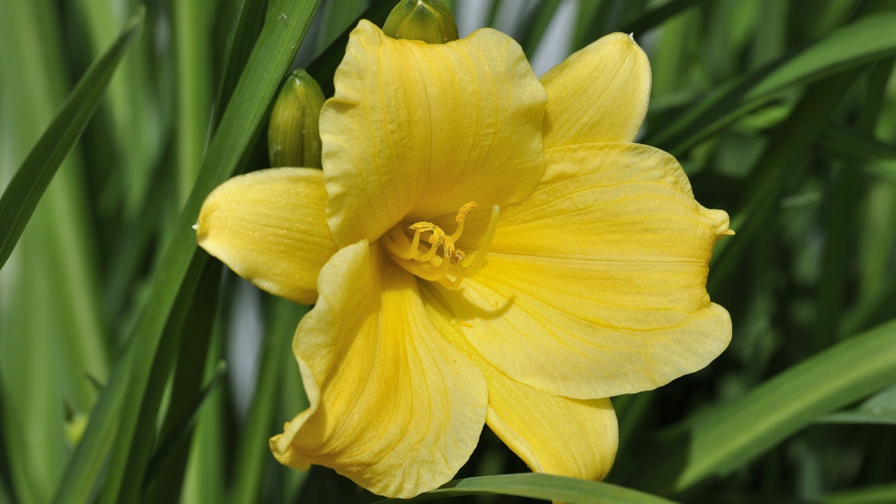 Желтый цветок лилии с бутонами в зеленых листьях 