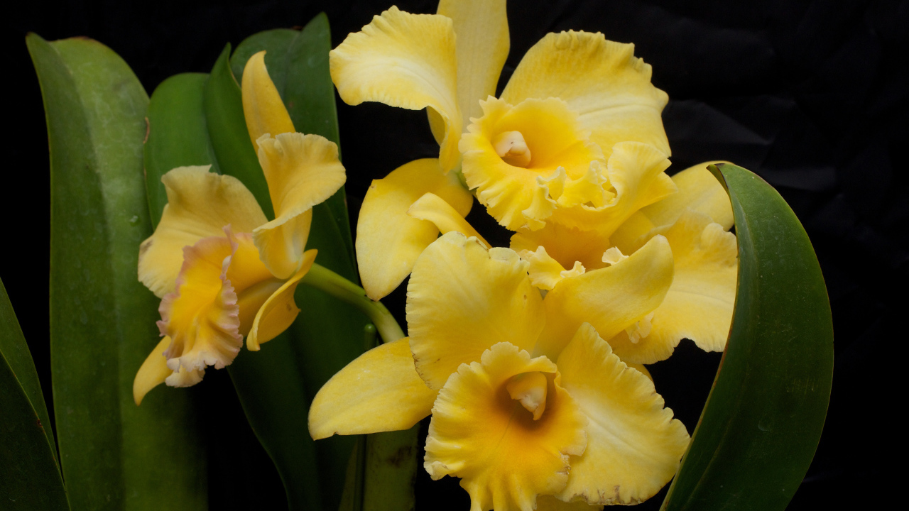Желтые орхидеи с зелеными листьями на черном фоне
