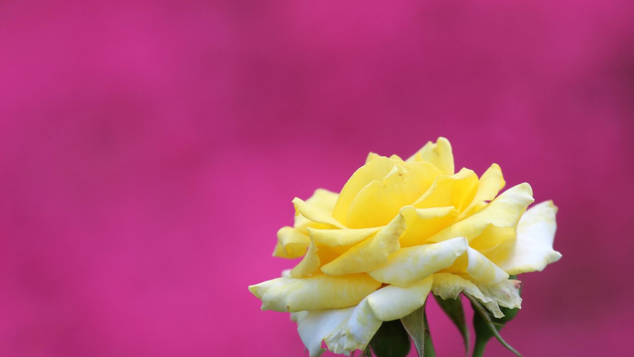 Цветок желтой розы на розовом фоне 