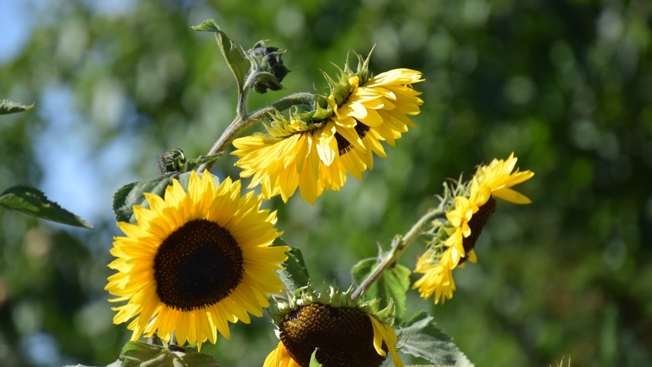 Желтые цветы подсолнуха в лучах солнца 