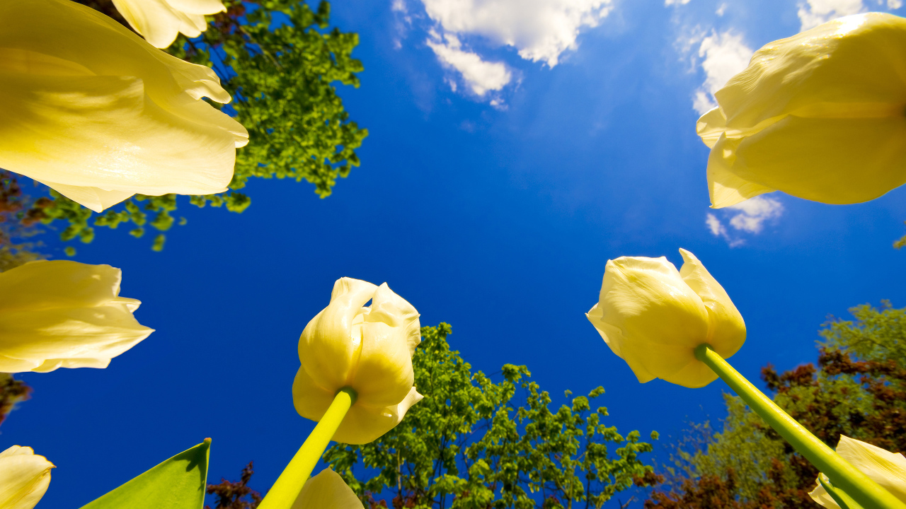 Желтые тюльпаны под ясным голубым небом 