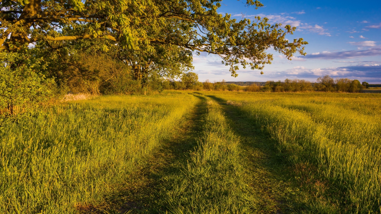 Покрытая травой дорога в лесу 