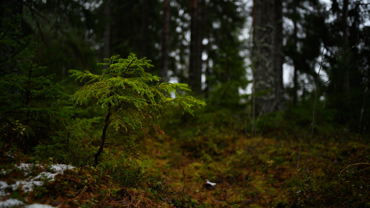 Маленькая ель в хвойном лесу 
