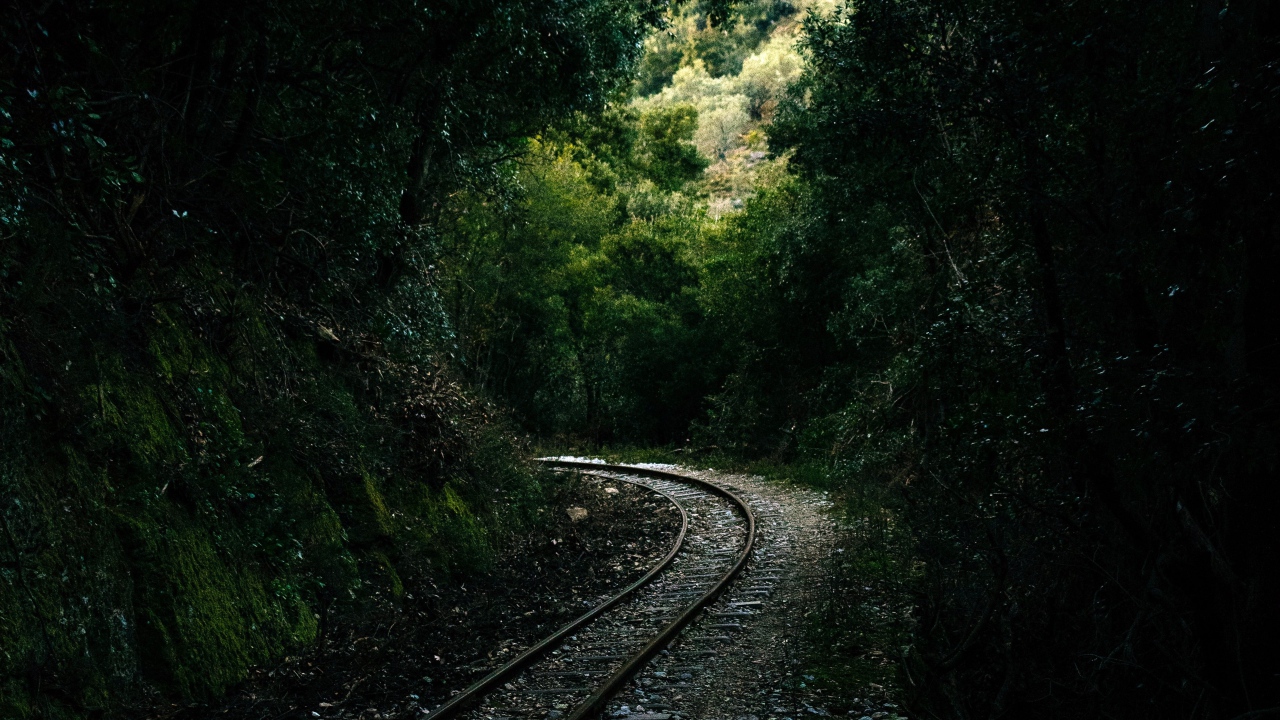 Железнодорожные рельсы в лесу 