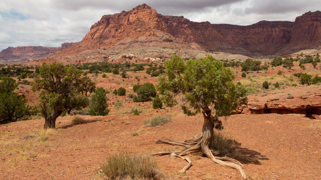 Trees grow on dry ground with mountains in the background