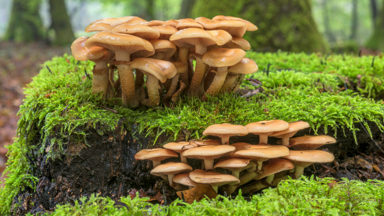 Лесные грибы на покрытой мхом земле