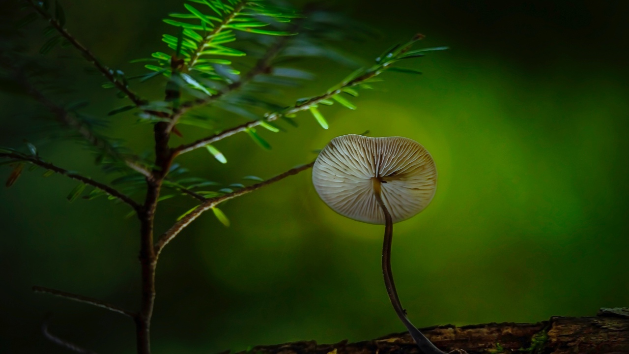 Маленький гриб поганка растет на сухом дереве 