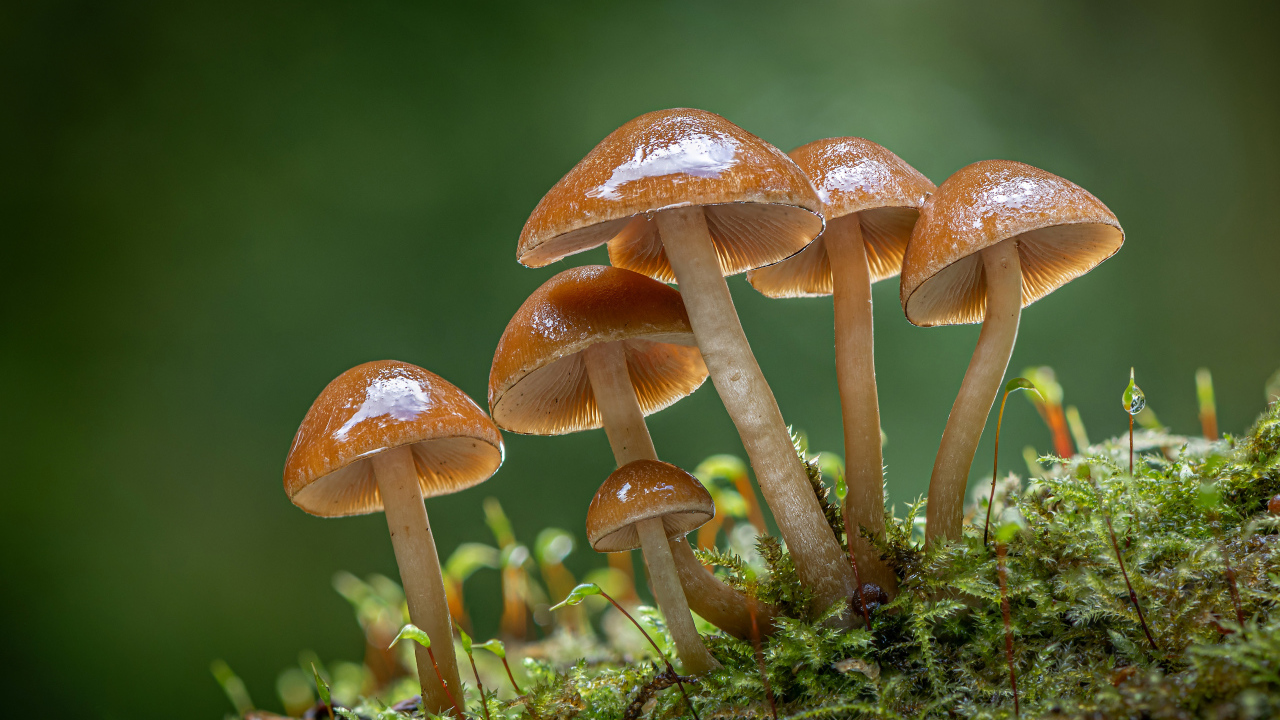 Маленькие грибы поганки на покрытой мхом земле 