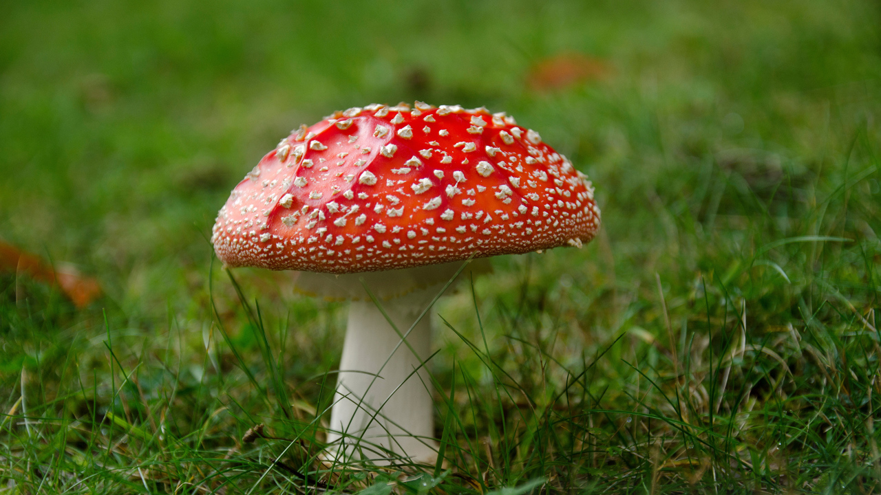 Одинокий красный мухомор на зеленой траве 