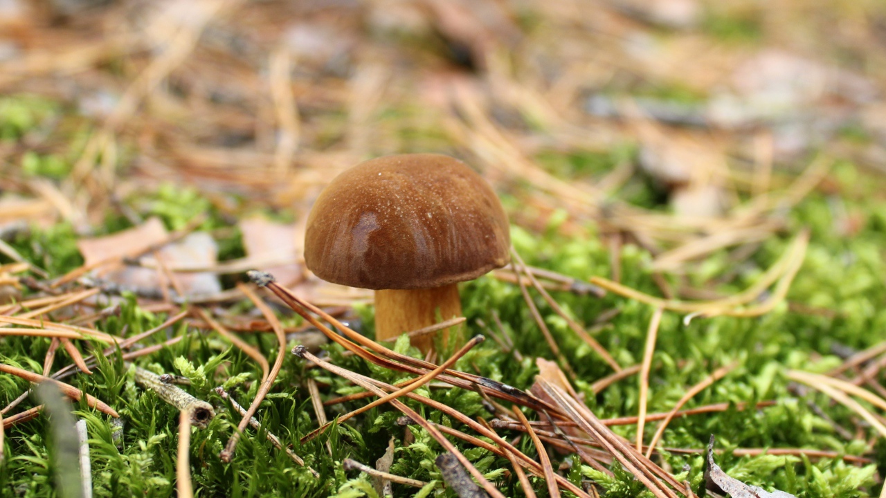 Гриб растет на покрытой зеленым мхом траве