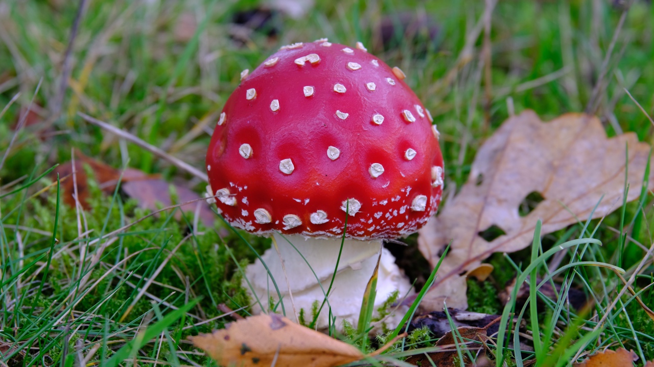 Red fly agaric in green grass with dry leaves