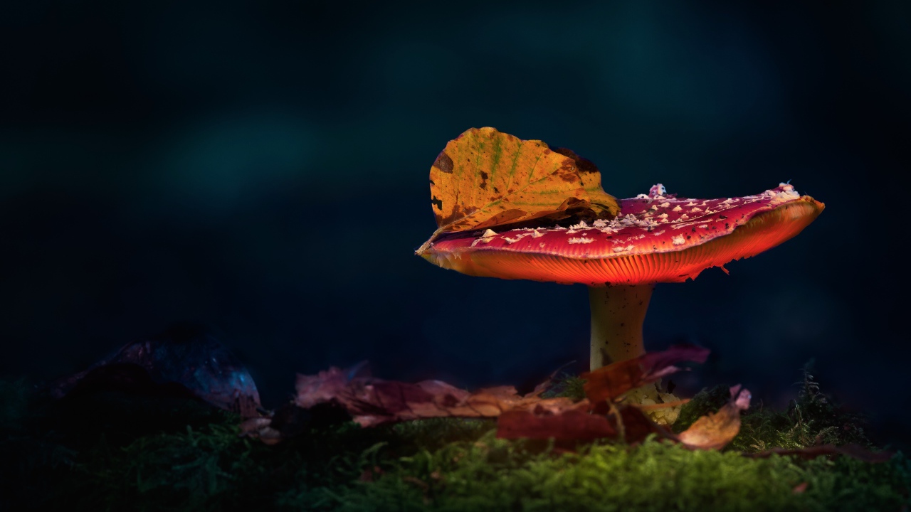 Красный мухомор с осенним листом