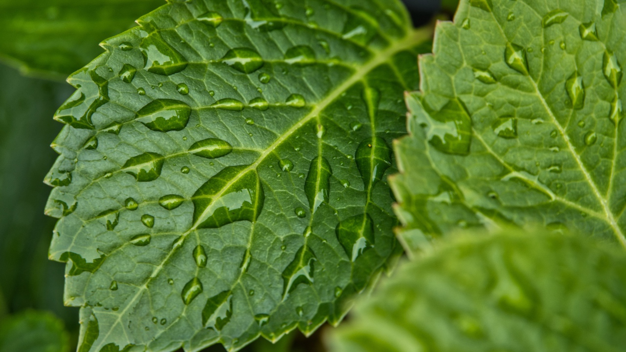 Зеленые листья в каплях дождя крупным планом