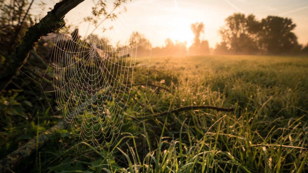 Кружевная паутина на дереве в лучах солнца