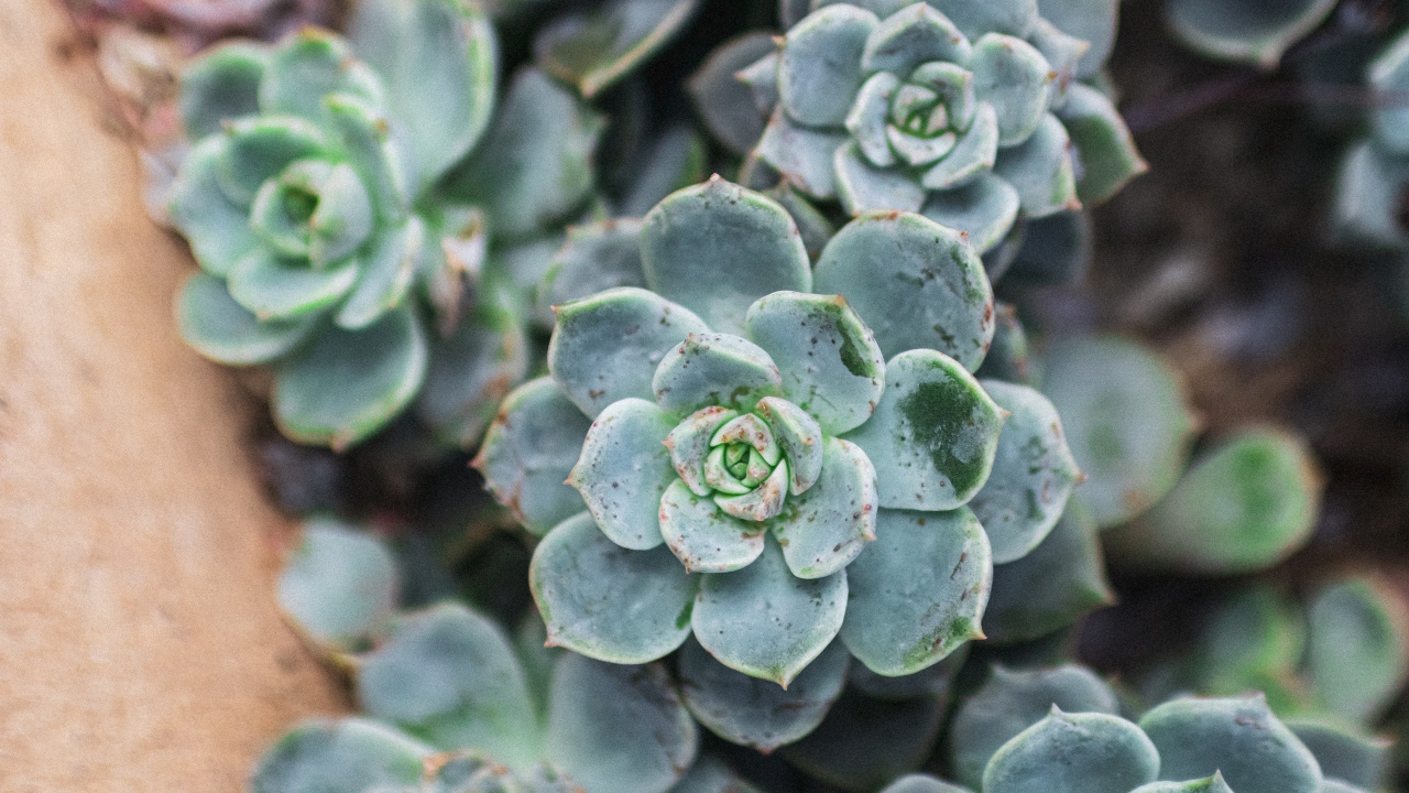 Зеленое растение молодило крупным планом