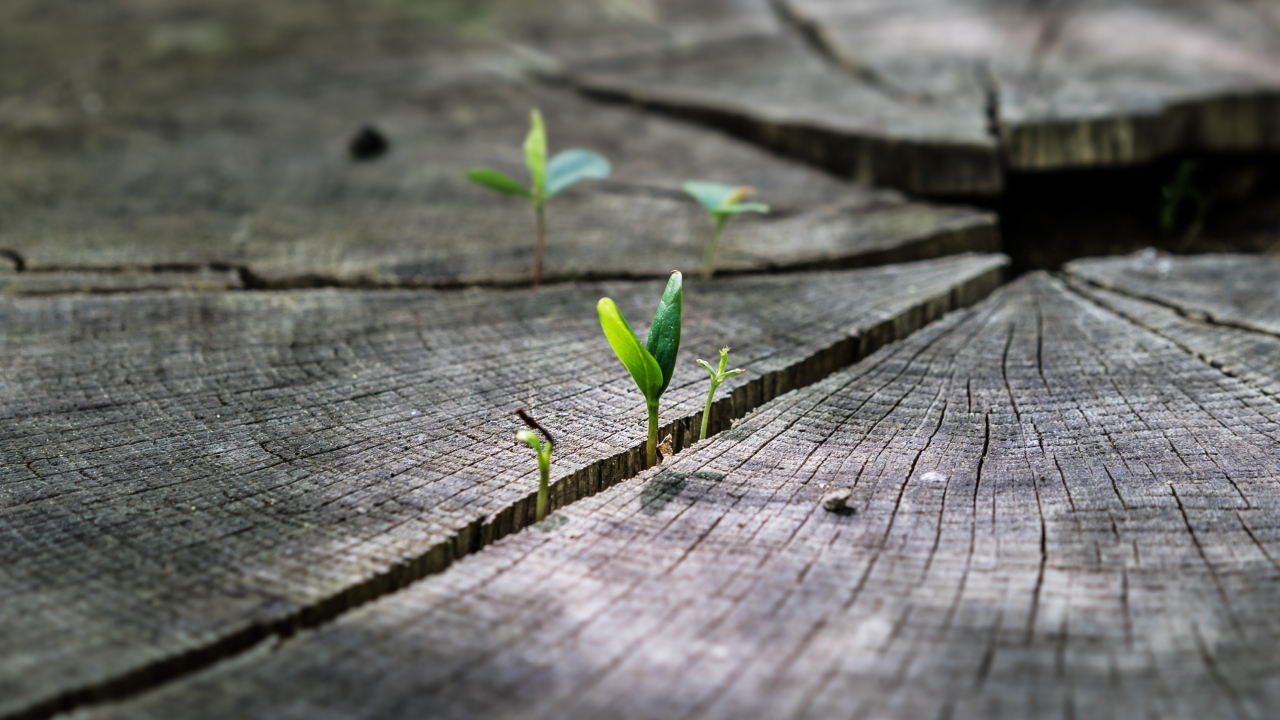 Зеленые ростки пробиваются на сухом пне