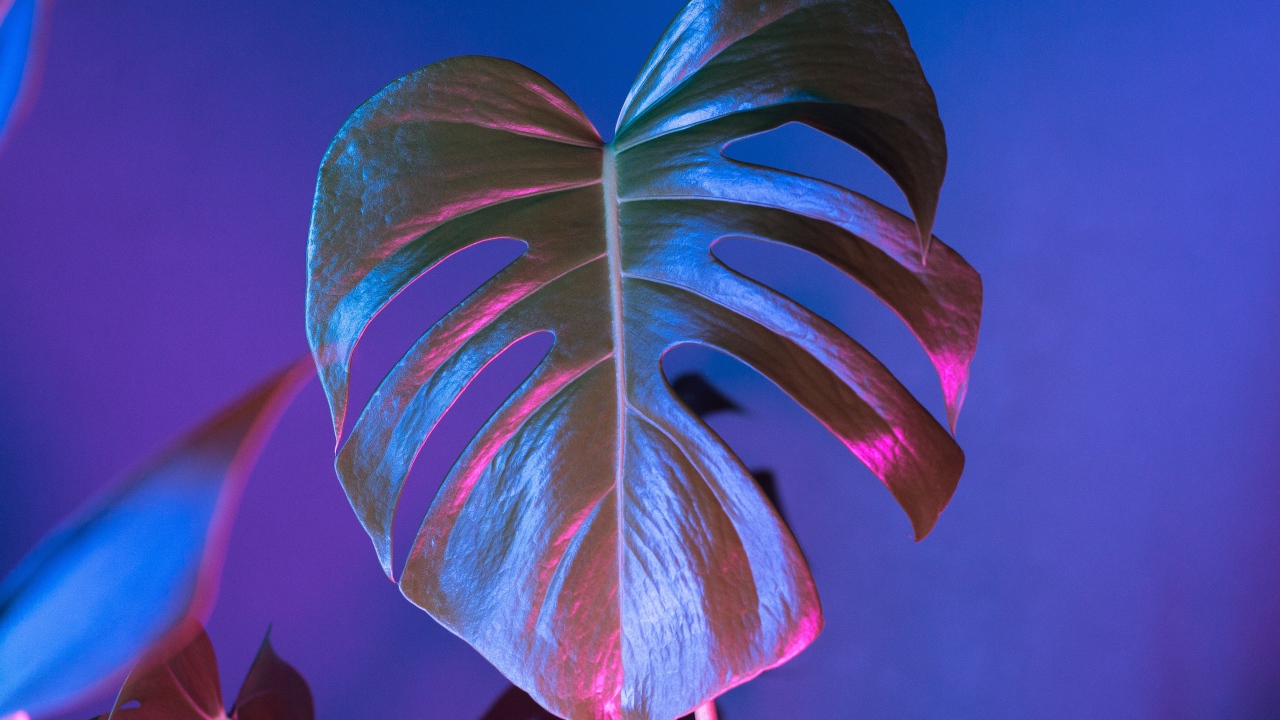 Большой зеленый лист на синем фоне