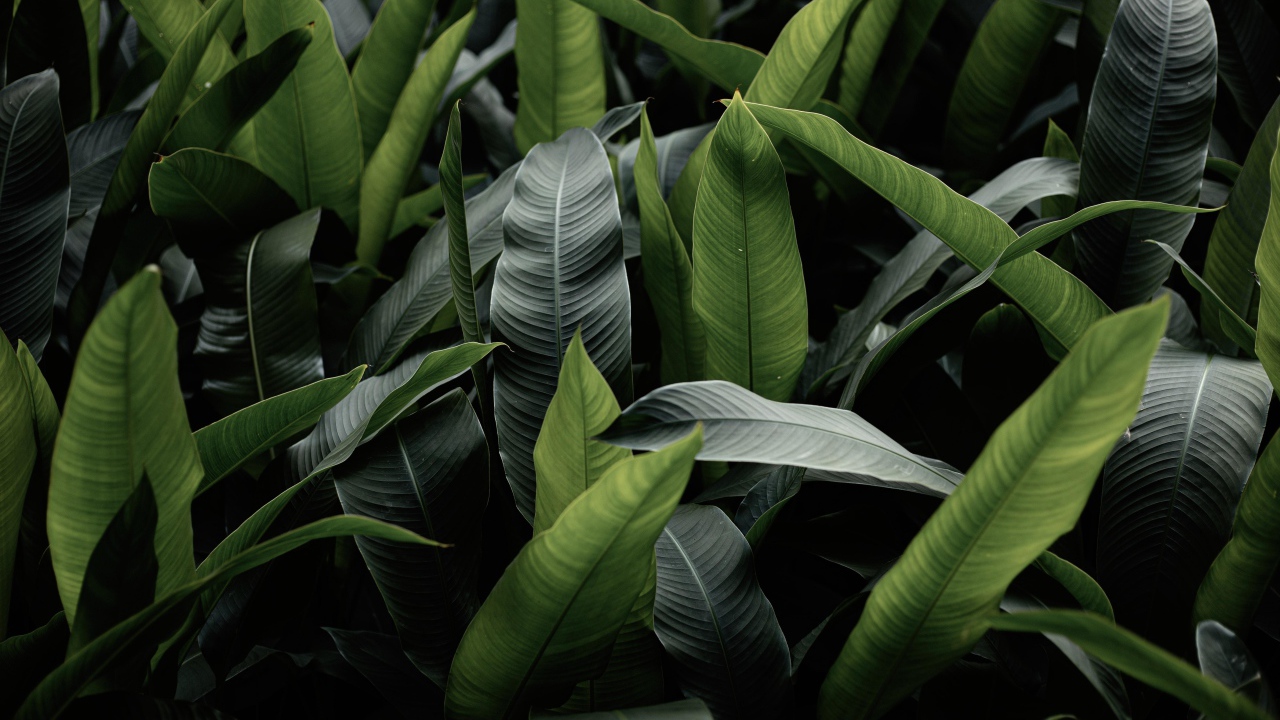 Большие зеленые листья крупным планом